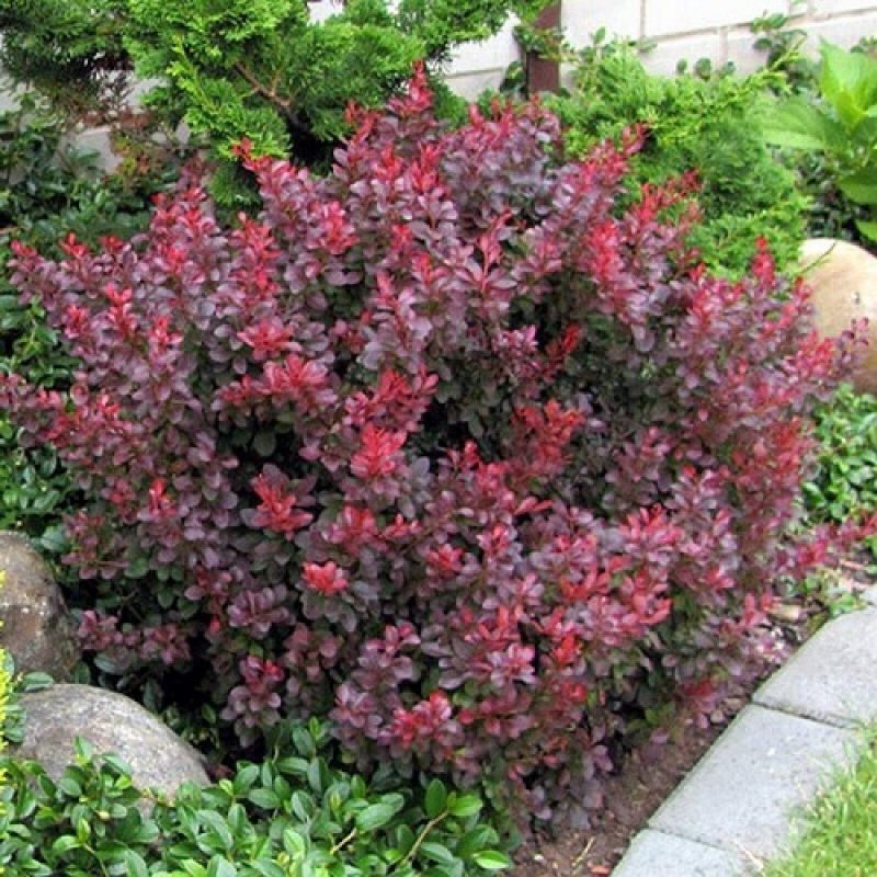 Барбарис Тунберга (Berberis thunbergii)