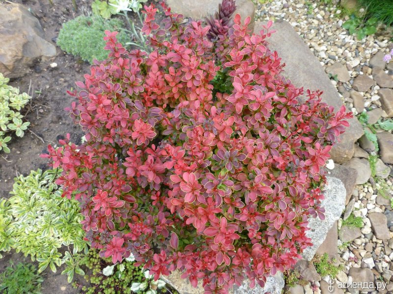 Барбарис Тунберга Atropurpurea