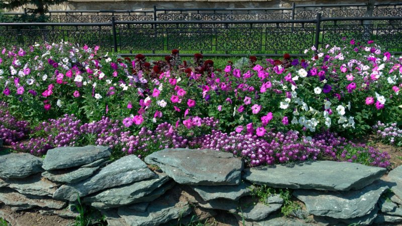 Космея в миксбордере