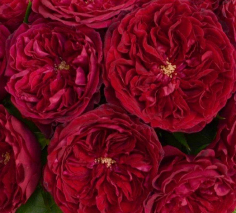 Роза Tess David Austin