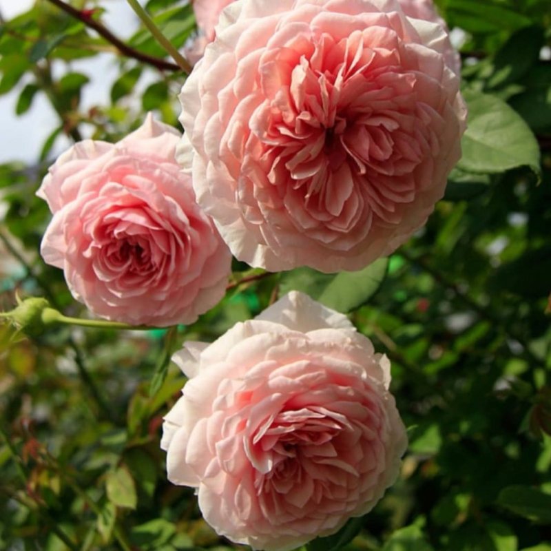 Вильям Моррис William Morris роза