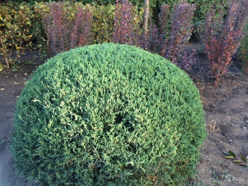 Можжевельник казацкий Juniperus Sabina