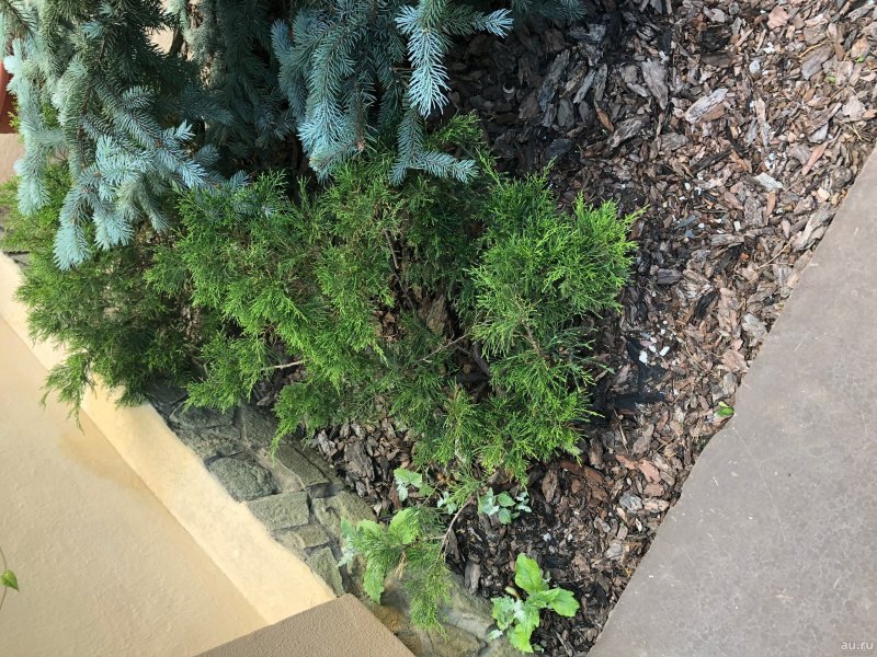 Можжевельник казацкий Tamariscifolia ниваки