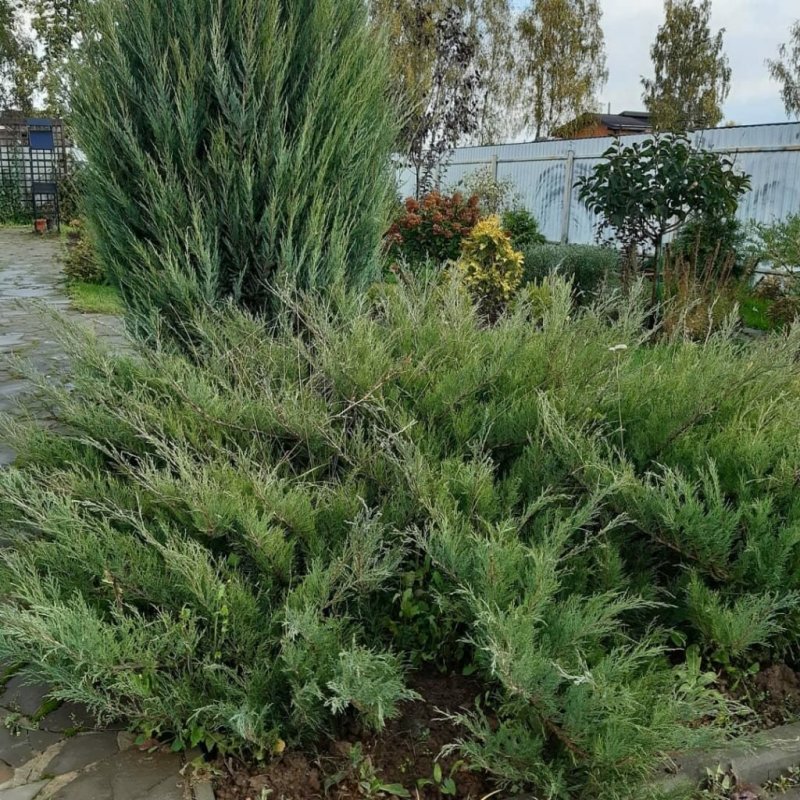 Можжевельник виргинский Глаука