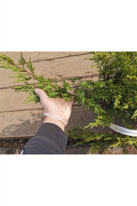 Можжевельник казацкий Tamariscifolia ниваки