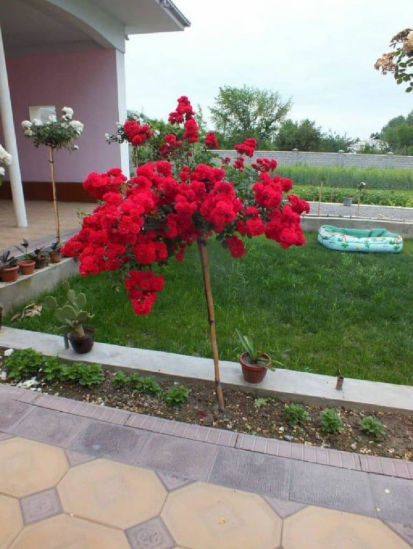 Пеларгония ампельная плющевидная