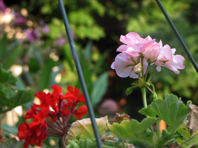 Pelargonium vinaceum (пеларгония)