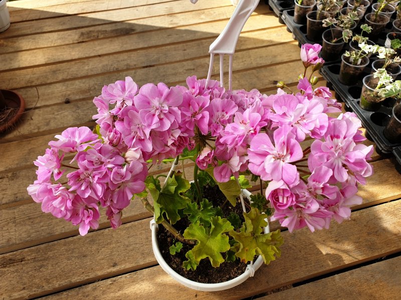 Пеларгония Antik Violet