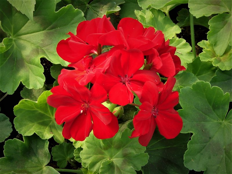 Miss Rose пеларгония фото