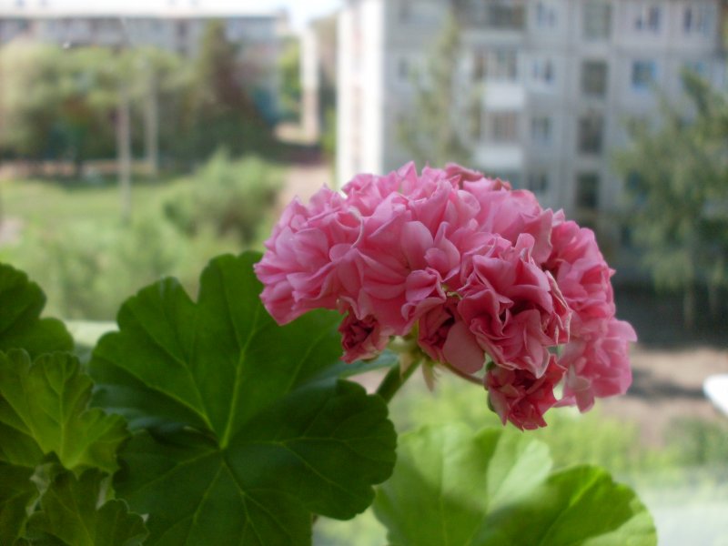 Герань водяная