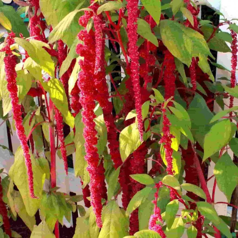 Амарантус caudatus Red