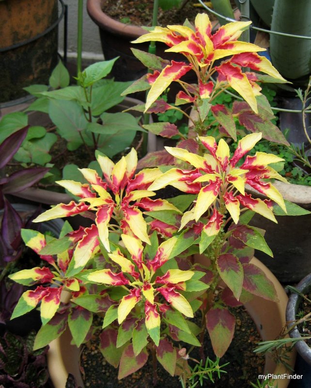 Amaranthus Tricolor Амарант трехцветный