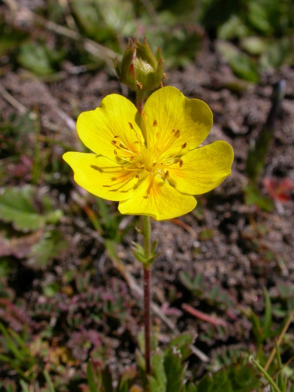Potentilla megalantha