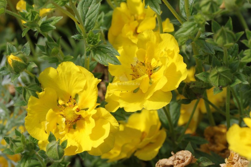 Лапчатка крупноцветковая Potentilla megalantha