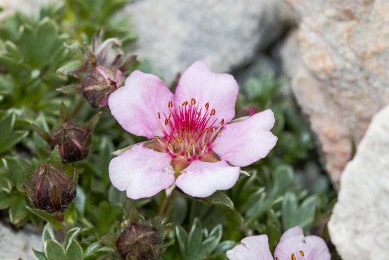 Potentilla Moonlight