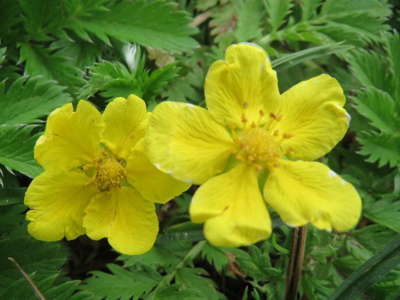 Potentilla f. 'Snowflake'