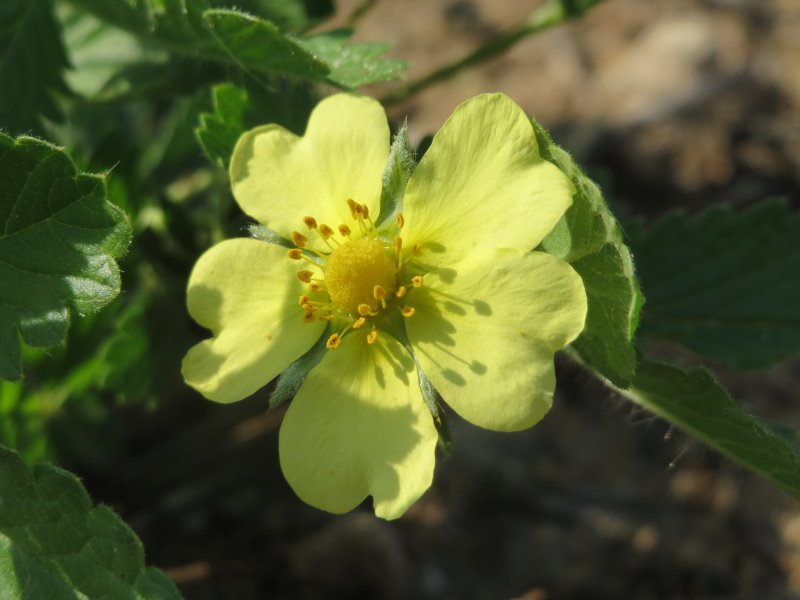 Potentilla Anette