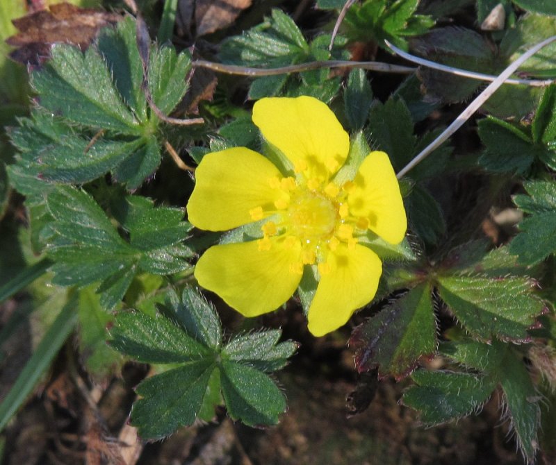 Potentilla reptans
