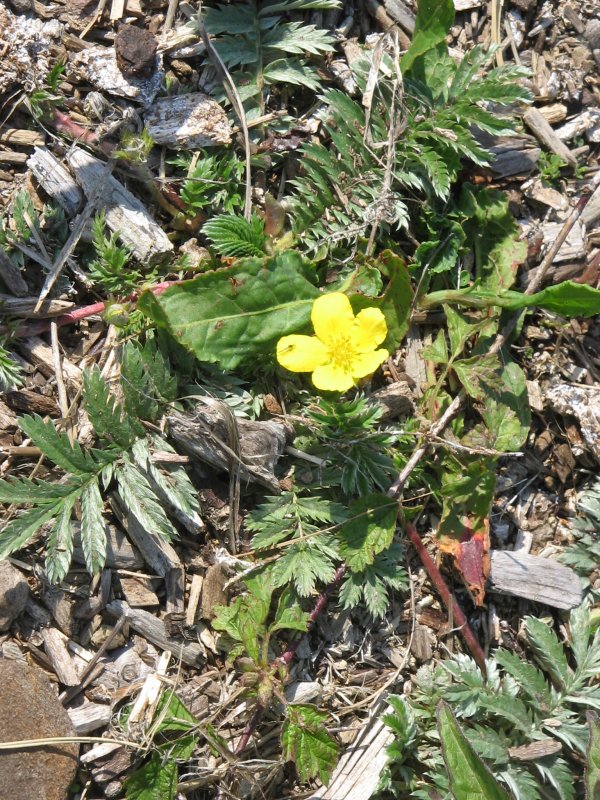 Potentilla Grace Darling