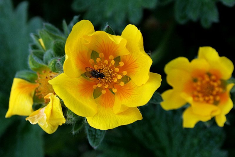 Лапчатка крупноцветковая Potentilla megalantha (73 фото)