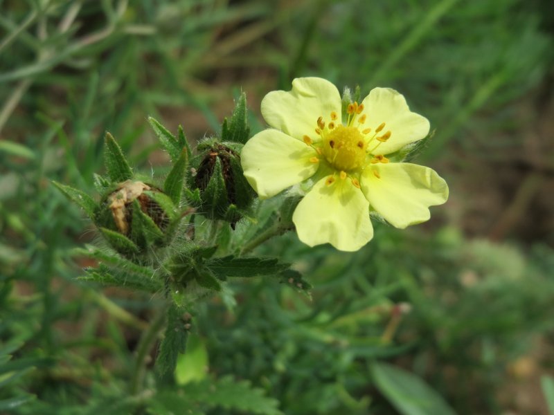 Potentilla humifusa