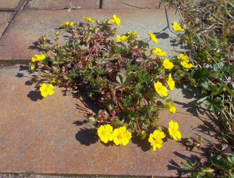 Лапчатка прямая - Potentilla recta