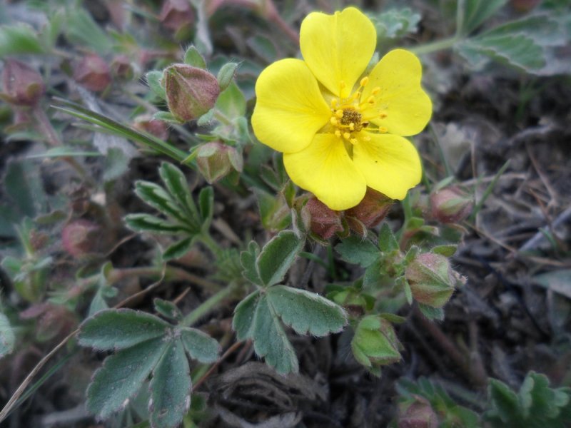 Лапчатка крупноцветковая Potentilla megalantha
