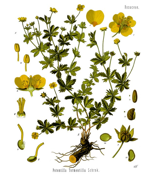 Potentilla Anette