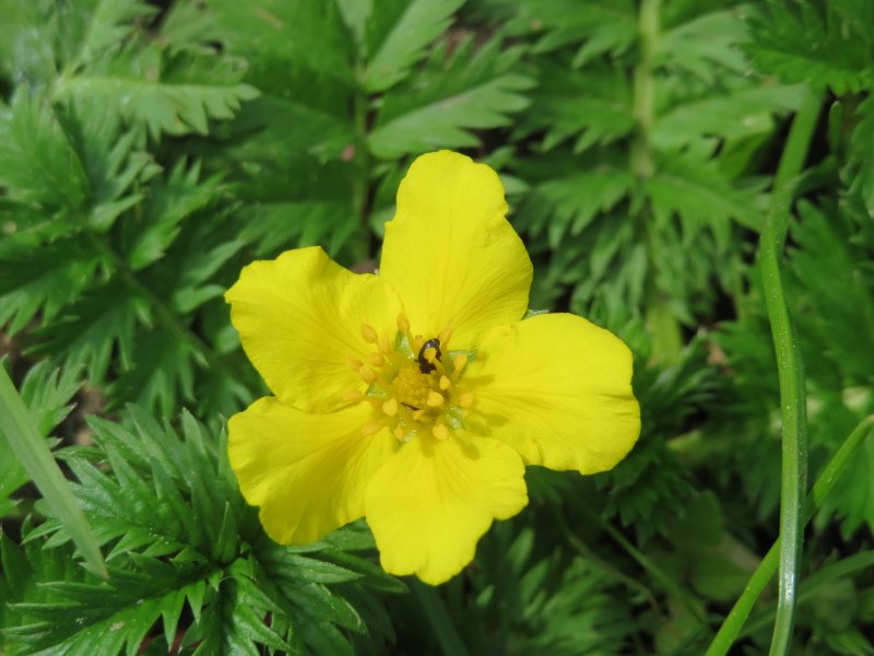 Лапчатка крупноцветковая Potentilla megalantha