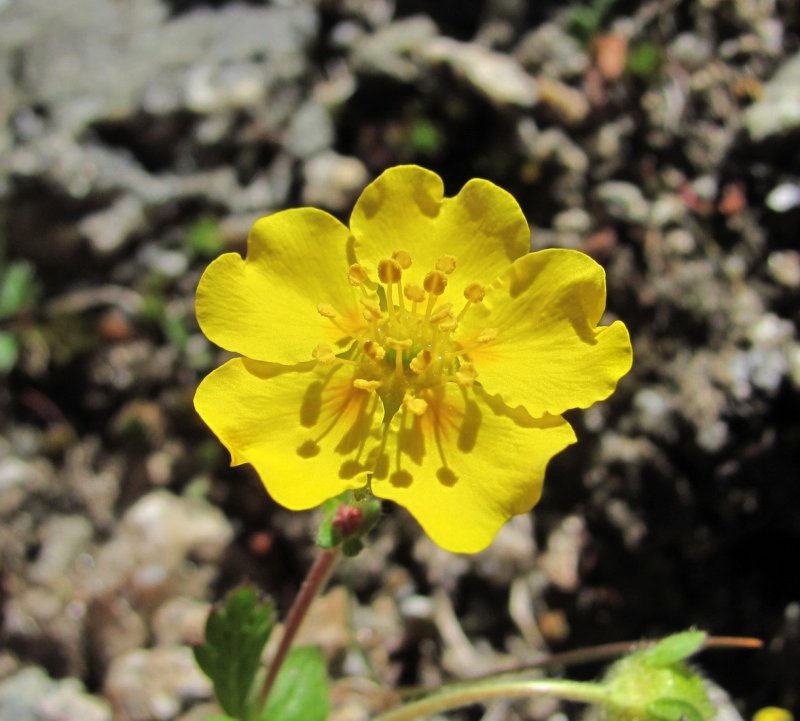 Potentilla Gelida фото