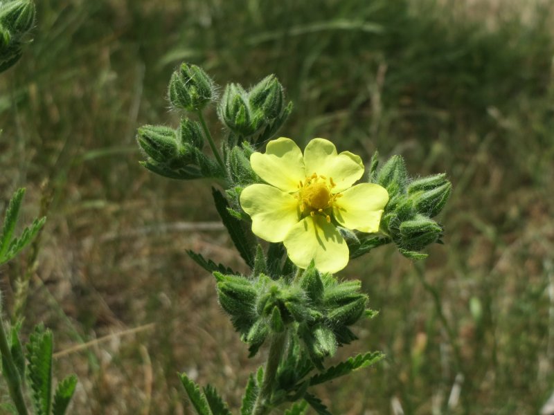 Potentilla Bella Blanca