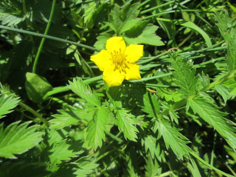 Potentilla fruticosa Double Punch Gold