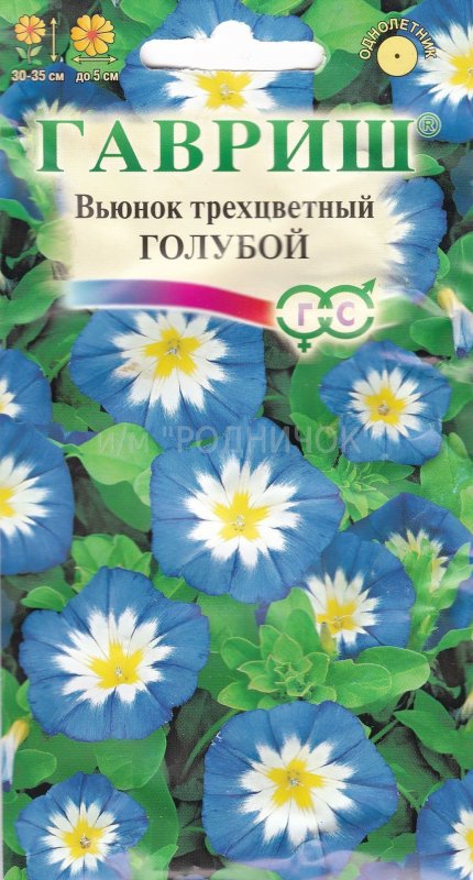 Вьюнок Конвольвулюс