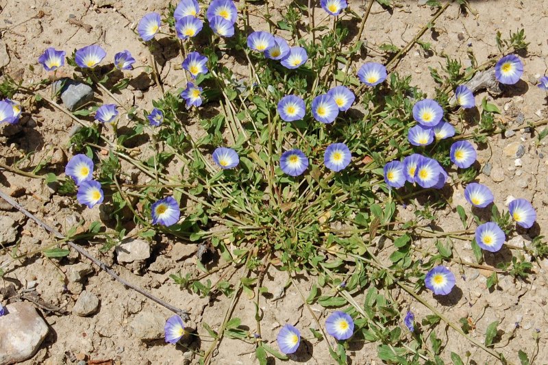 Вьюнок трехцветный Convolvulus Tricolor
