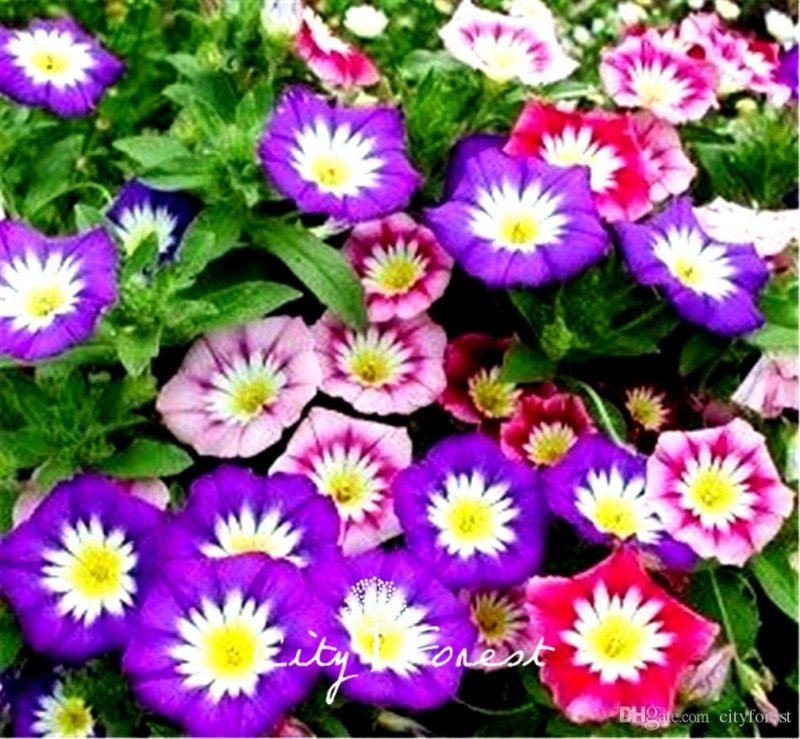Вьюнок трехцветный Convolvulus Tricolor
