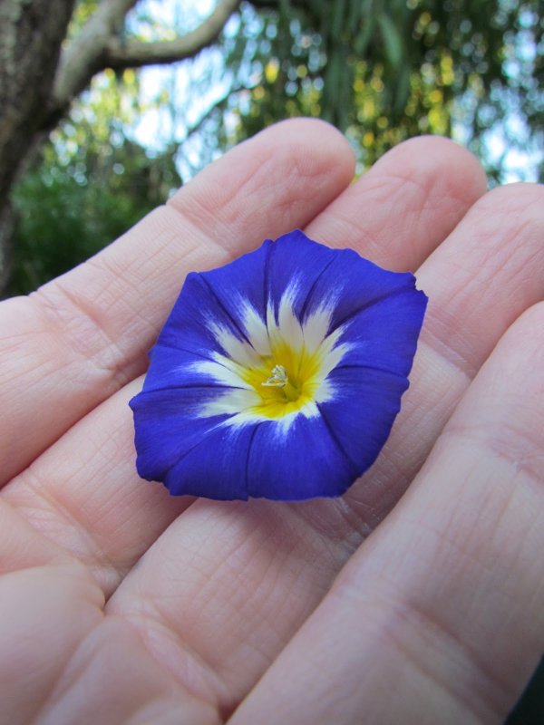 Ипомея трехцветная Ipomoea Tricolor