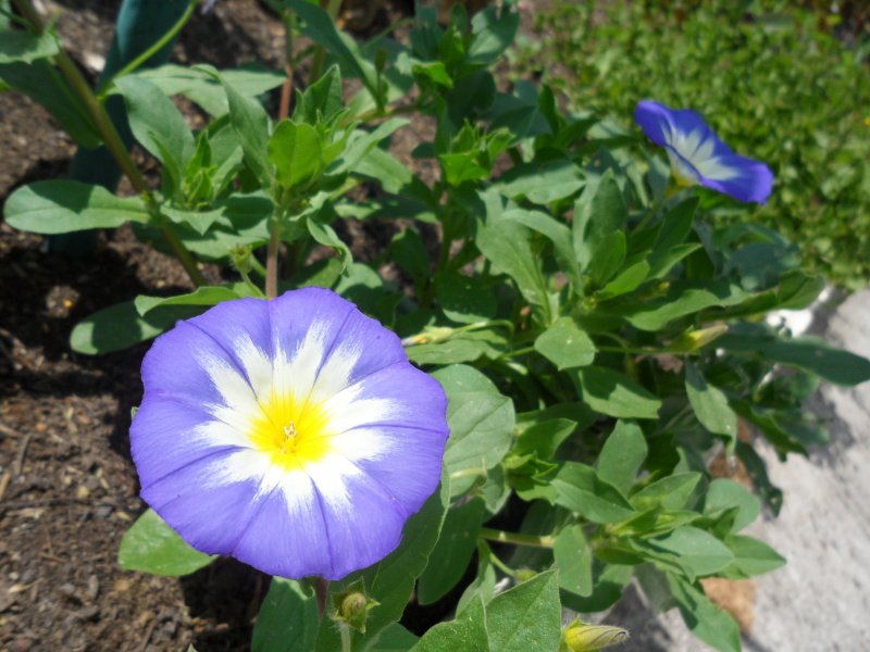 Convolvulus Tricolor