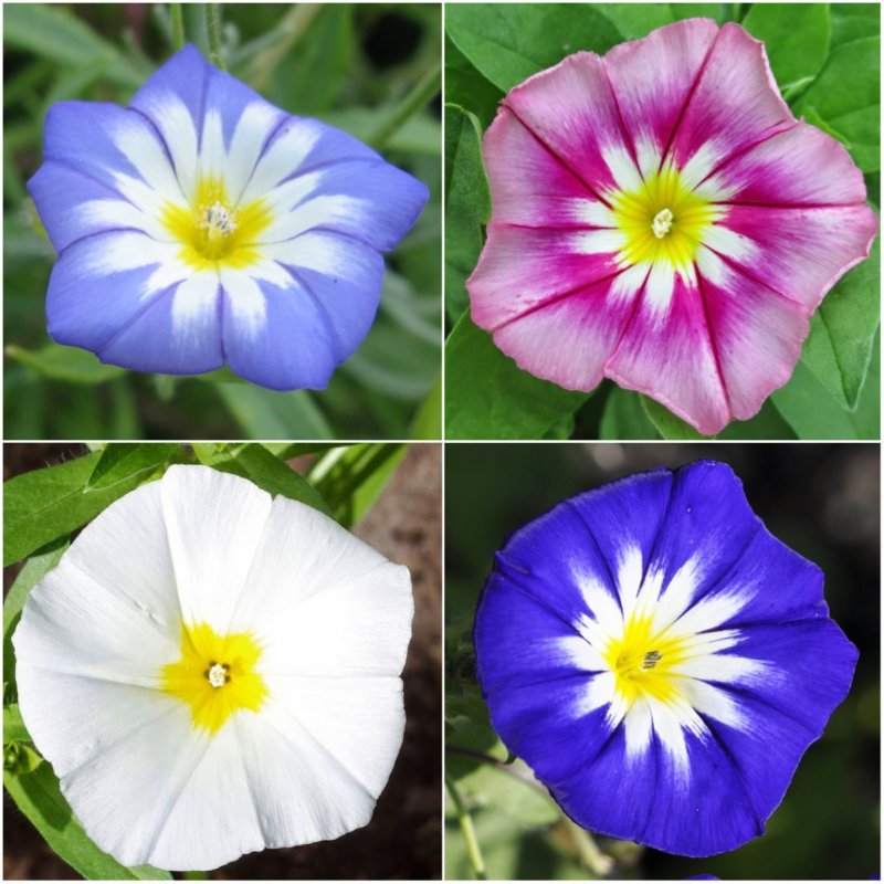 Вьюнок (Convolvulus)