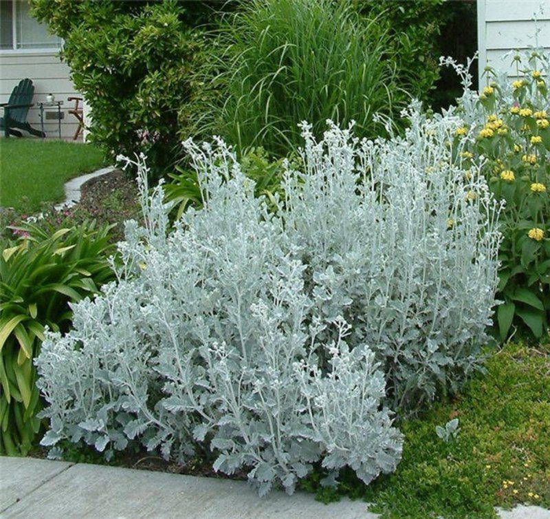 Цинерария Приморская (Senecio cineraria)