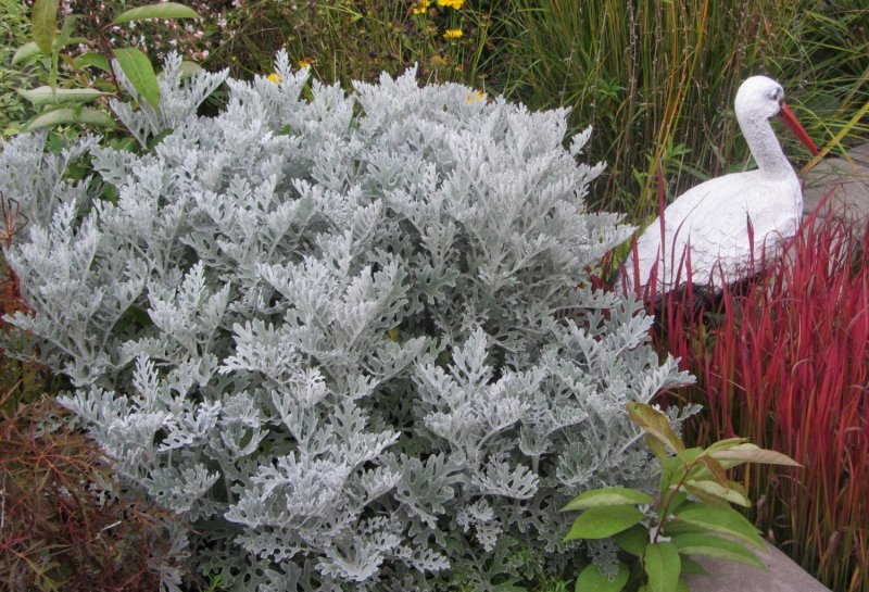 Цинерария Приморская куст (cineraria maritima)