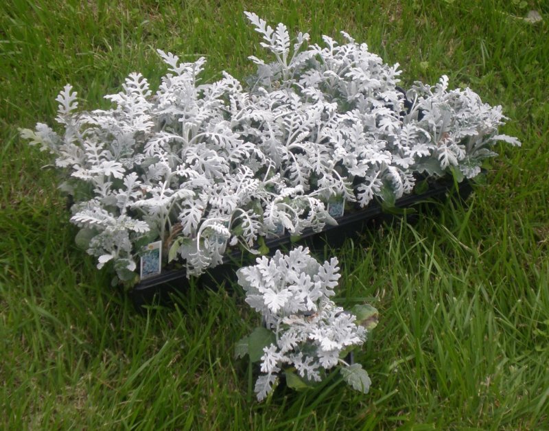 Цинерария серебристая Dusty Miller