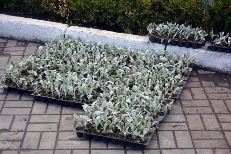 Цинерария серебристая для украшения дорожек