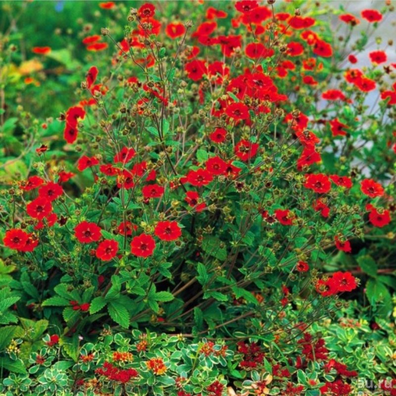 Лапчатка Potentilla atrosanguinea Red