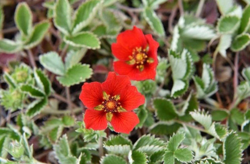 Potentilla atrosanguinea Red