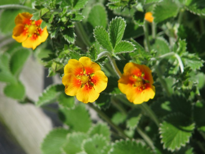 Potentilla argyrophylla