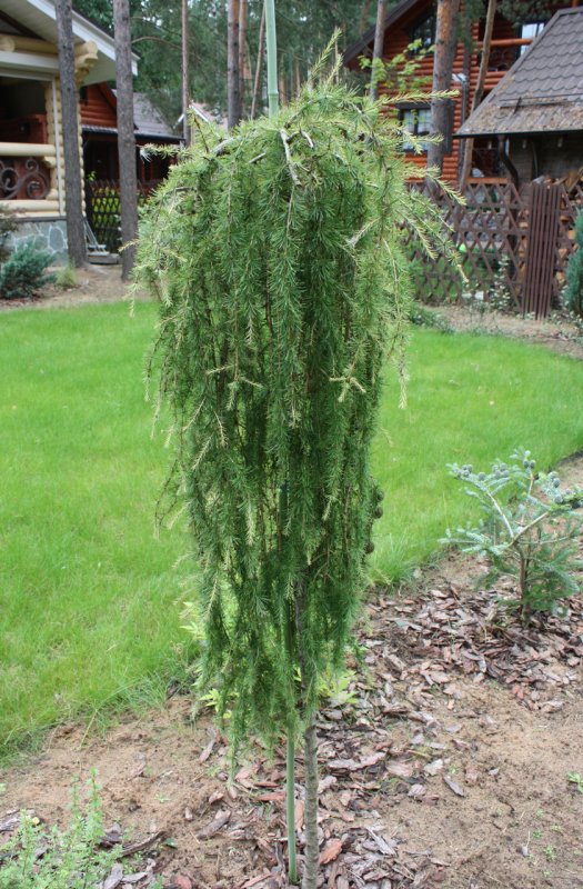 Лиственница европейская Larix decidua
