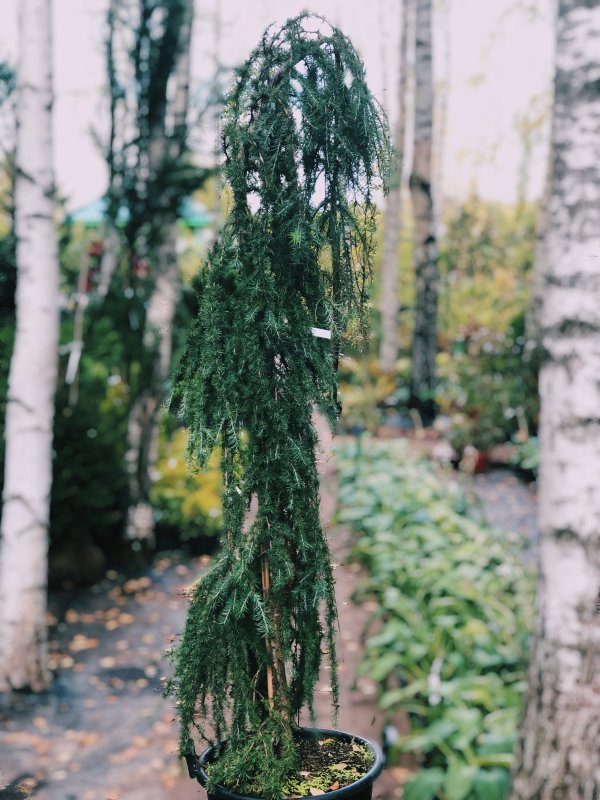 Лиственница Пендула