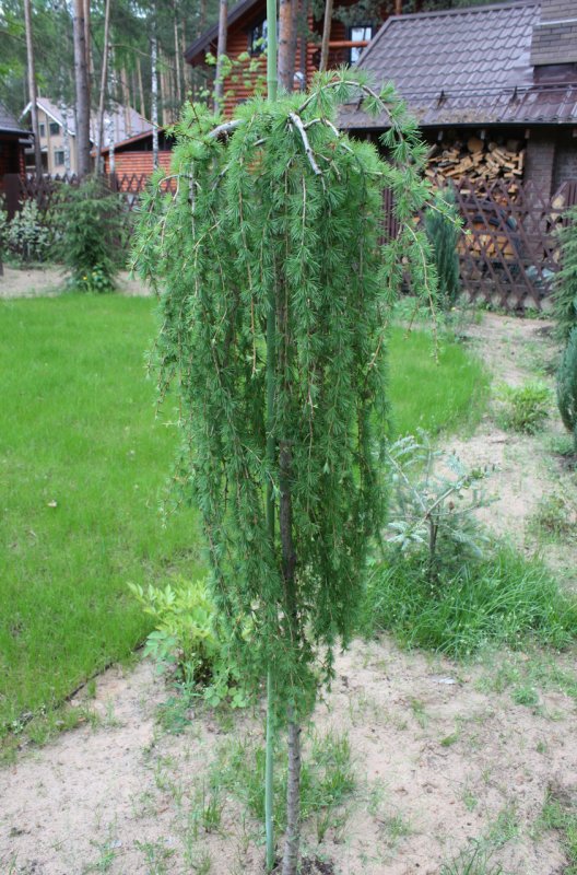 Лиственница европейская (Larix decidua Puli) c5 pa 150