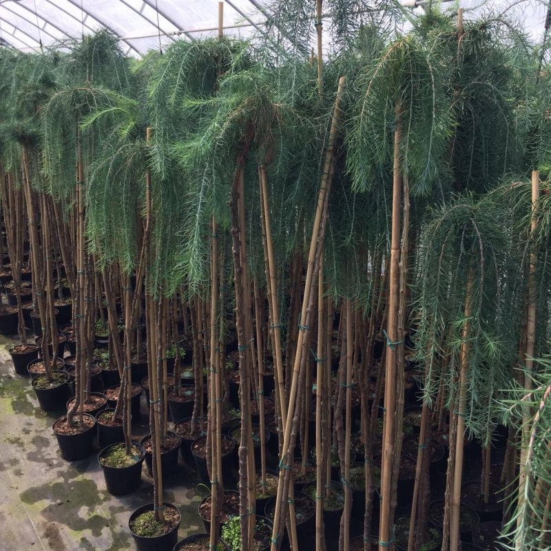 Лиственница Кемпфера (Larix kaempferi stiff Weeper