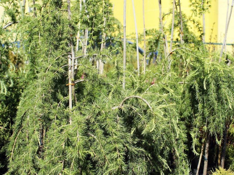 Лиственница европейская 'pendula' (Larix decidua 'pendula')